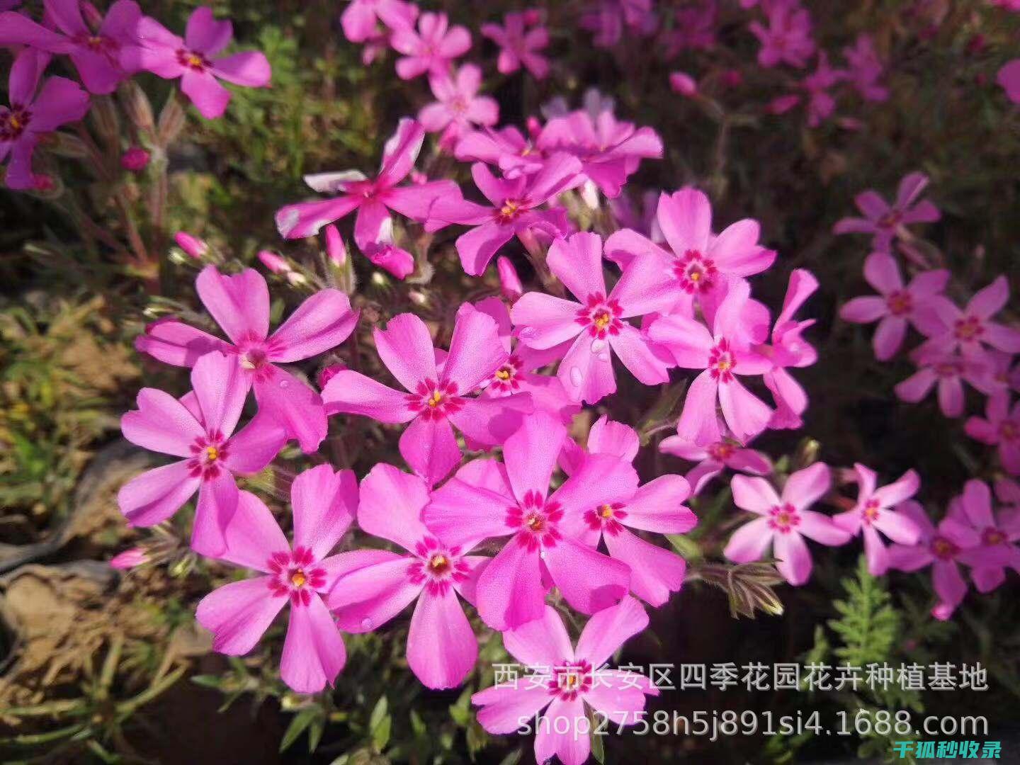 应季花卉养护