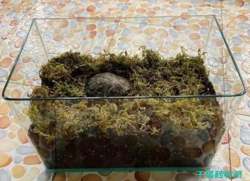 环境调整与注意事项全解析