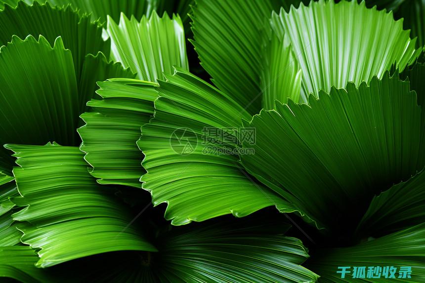 植物叶片光亮：植物健康与环境适应的直观表现 (植物叶片光亮剂)