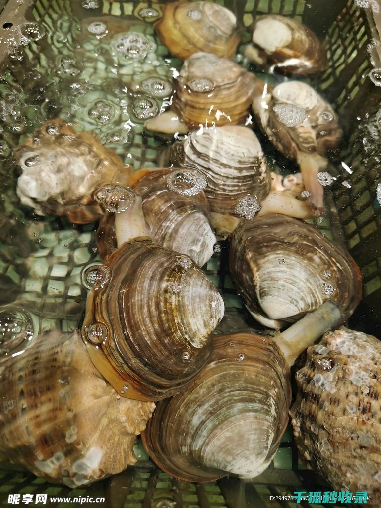 贝类吐沙之谜：海洋生物与环境的深层联系 (贝类 吐沙)