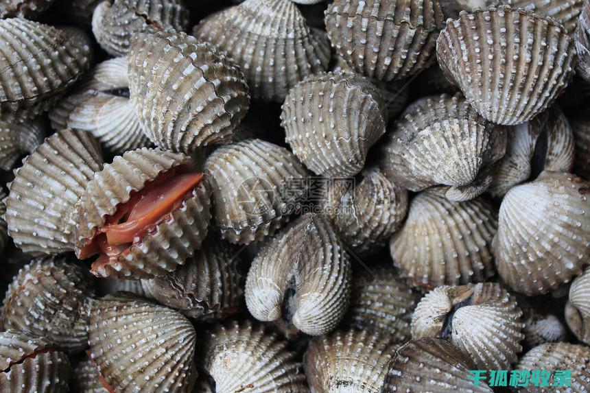 贝类吐沙的秘密：海洋生物与环境的微妙互动 (贝类怎样吐沙才干净)
